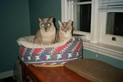 Brand New - Minolta Riva Zoom 100AF 35mm Film Camera Point and Shoot