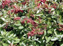 Bronica ETRS With AE II Prism and 75mm F2.8 Lens. 6X4.5 Medium Format Film Camera