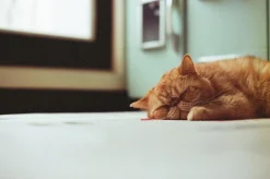 Canon A-1 Vintage SLR 35mm Film Camera with f/1.8 50mm Prime Lens