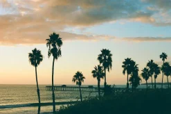 Canon AE-1 Program BLACK 35mm SLR Film Camera with Canon Prime Lens