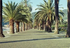 Canon AL-1 35mm SLR Film Camera with Canon Prime Lens