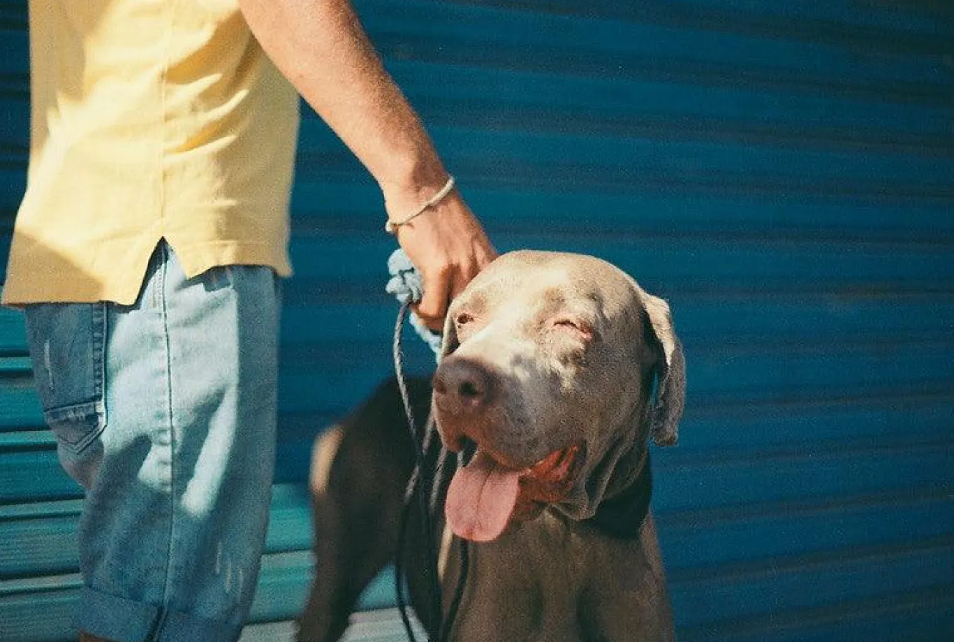 Canon AV 1 Black Vintage 35mm SLR Film Camera with Prime 50mm Lens