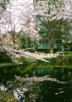 Canon Demi C point and Shoot 35mm Half Frame Film Camera With Canon SD 50mm F2.8