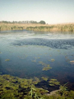 Canon Demi C point and Shoot 35mm Half Frame Film Camera With Canon SD 50mm F2.8