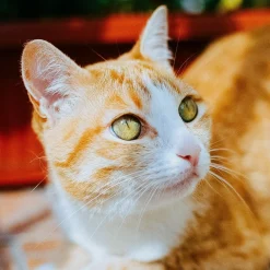 Canon EOS 3000 35mm SLR Film Camera with Canon Prime Lens