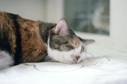 Canon EOS 300 35mm SLR Film Camera - Body Only