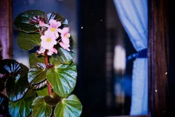 Canon Prima Zoom Mini Brand New 35mm Film Camera Point and Shoot