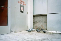 Canon Sure Shot Supreme 35mm Film Camera Point and Shoot