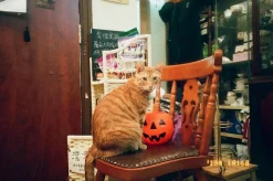 Canon Sure Shot Z135 35mm Film Camera Point and Shoot