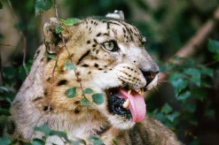 Canon Zoom 35mm f/4 Camera Lens