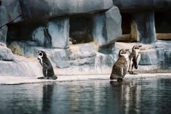 Canon Zoom 35mm f/4 Camera Lens