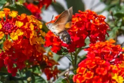 Cosina Cosinon-T MC 135mm f/3.5 Camera Lens