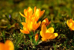 Expert Multi C 28mm f/2.8 Camera Lens