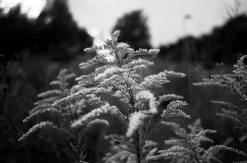 Fomapan 100 Classic 36 EXP 100 35mm B&W Film