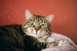 Fuji DL-150 35mm Point n Shoot Film Camera