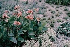 Fujica GW690 (Texas Leica) With 90mm F3.5 lens. 6X9 Medium Format Film Camera.