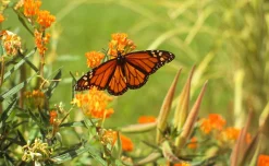 FujiChrome Professional Velvia 100 36 EXP 35mm Colour Film