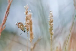 Hanimar Auto S Prime 135mm f/2.8 Camera Lens