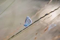 Hanimar Auto S Prime 135mm f/2.8 Camera Lens