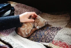 Hanimex 28mm f/2.8 Camera Lens