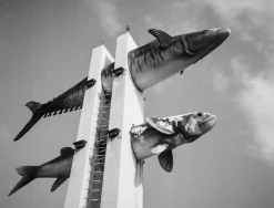 Ilford FP4 24 EXP PLUS 125 35mm Film