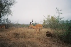 Kodak ColorPlus 36 EXP 200 35mm Colour Film for Camera