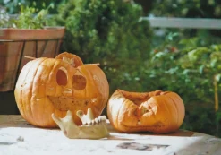 Kodak GOLD 200 24 Exposures 35mm Colour Film