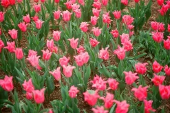 Konica C35 35mm Point and Shoot Film Camera