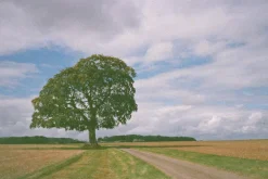 Konica POP Red 35mm Film Camera Point and Shoot