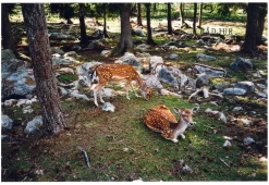 Konica POP Red 35mm Film Camera Point and Shoot