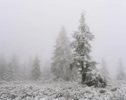 Mamiya 7 With 80mm F4 Lens. 6X7 Medium Format Film Camera