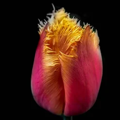 Minolta AF Zoom 35mm f/4 Camera Lens