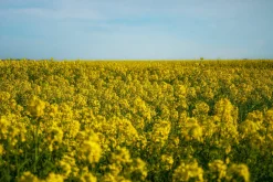 Minolta AF Zoom 35mm f/4 Camera Lens