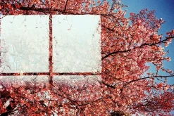 Minolta AL-F 35mm Film Camera Point and Shoot Rangefinder