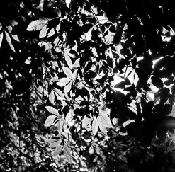 Minolta Autocord With 75mm F3.5 Lens. TLR 6X6 Medium Format Film Camera.