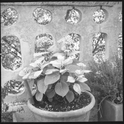 Minolta Autocord With 75mm F3.5 Lens. TLR 6X6 Medium Format Film Camera.