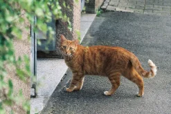 Minolta Dynax 5 Automatic 35mm SLR Film Camera w/ Auto Zoom Lens