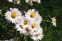 Minolta Dynax 3000i Automatic 35mm SLR Film Camera with Auto Zoom Lens