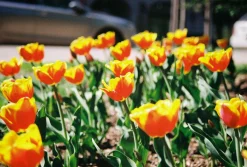 Minolta Dynax 404si Automatic SLR 35mm Film Camera with Auto Zoom Lens