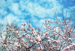 Minolta Hi-Matic G2 35mm Film Camera Point and Shoot Rangefinder