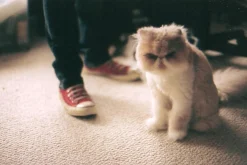 Minolta Maxxum 7000i Automatic SLR 35mm Film Camera with Minolta AF 35mm-105mm Zoom Lens