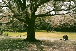 Minolta Minoltina P 35mm Film Camera Point and Shoot