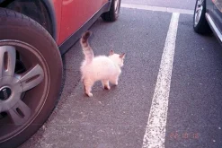 Minolta Riva Zoom 135EX 35mm Film Camera Point and Shoot