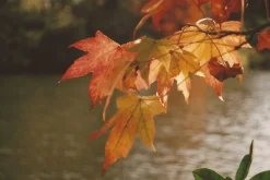 Miranda 28mm f/2.8 Camera Lens