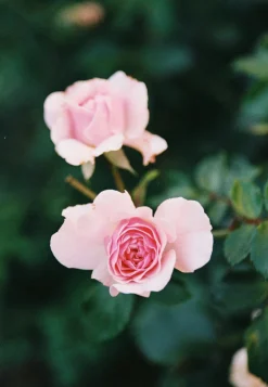 Nikon F55 35mm SLR Film Camera w/ 28-80mm lens