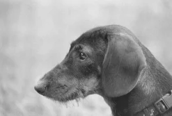 Nikon F90 35mm SLR Film Camera - Body Only