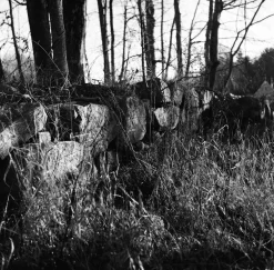 Nikon FE (Silver) 35mm SLR Film Camera With Nikkor 50mm F1.8 Lens