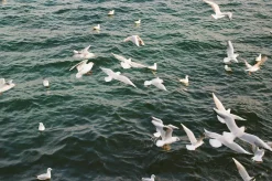 Nikon FG-20 35mm SLR Film Camera With Nikon E-Series 50mm F1.8