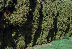 Nikon FG-20 35mm SLR Film Camera With Nikon E-Series 50mm F1.8