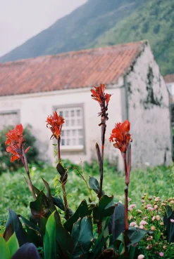 Nikon-AF240SV 35mm Point n Shoot Film Camera